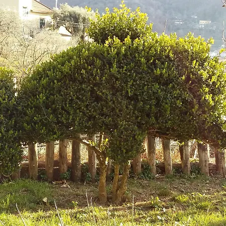 Zia Antonietta Pimonte